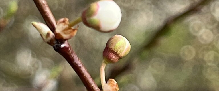 Steinobst Blüte