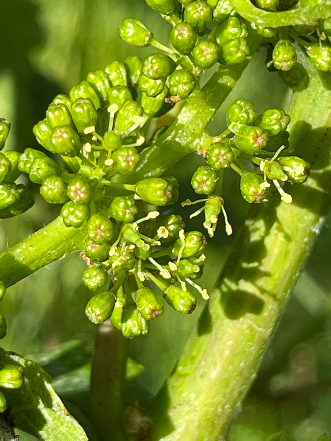 zarte Blüte