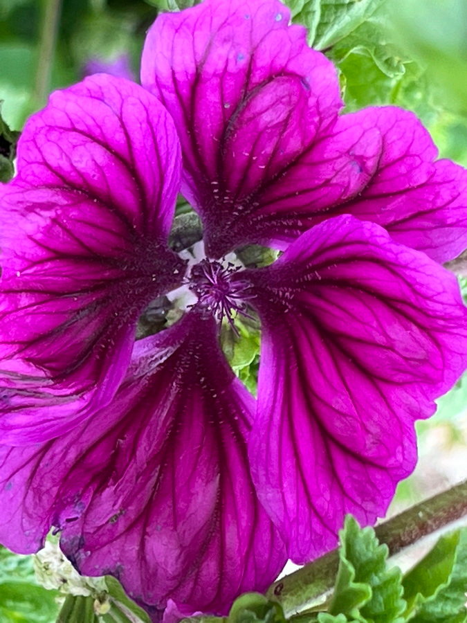 Blüte