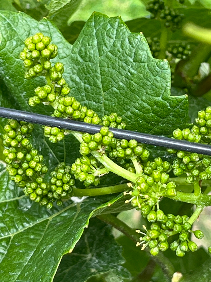 frühe Traube